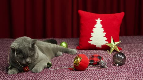 el gato británico gris y esponjoso de pelo corto está jugando con la decoración del concepto de año nuevo