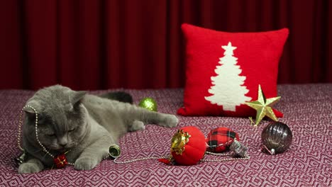 gray fluffy british shorthair cat is playing with new year concept decoraiton