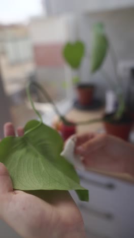 cleaning a houseplant leaf