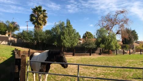 Footage-of-a-horse-looking-out-of-a-horse-arena