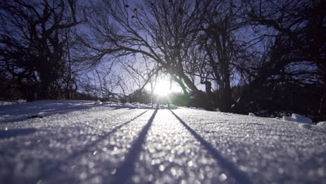 footage of a beautiful, snowy, pine forest in the mountains during the winter