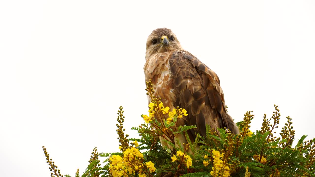 buitre de estepa en cámara lenta sentado en la parte superior del árbol con flores amarillas, gira tranquilamente la cabeza para mirar alrededor y debajo