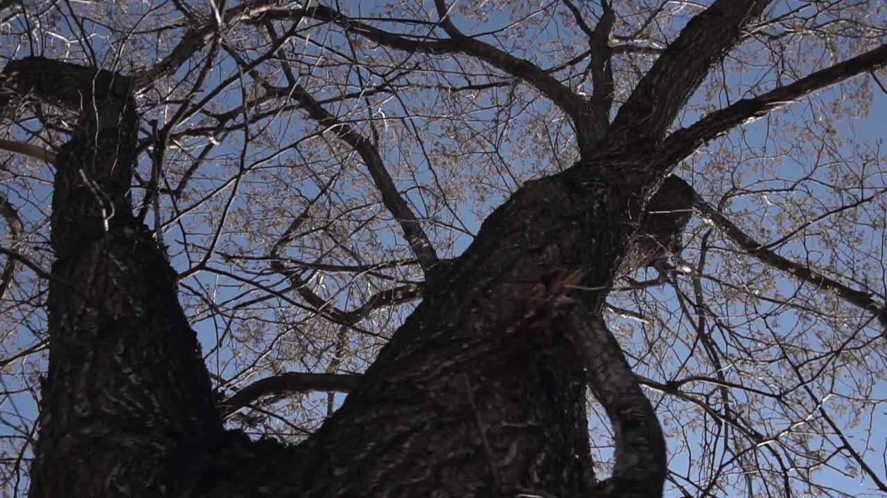 겨울의 나무 가지와 줄기