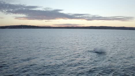 Whale-watching-off-Sydney-Northern-Beaches-Coastline-during-sunset,-Aerial-drone-footage-close-up-of-Humpback-Whale-breaching-playing-around-during-migration