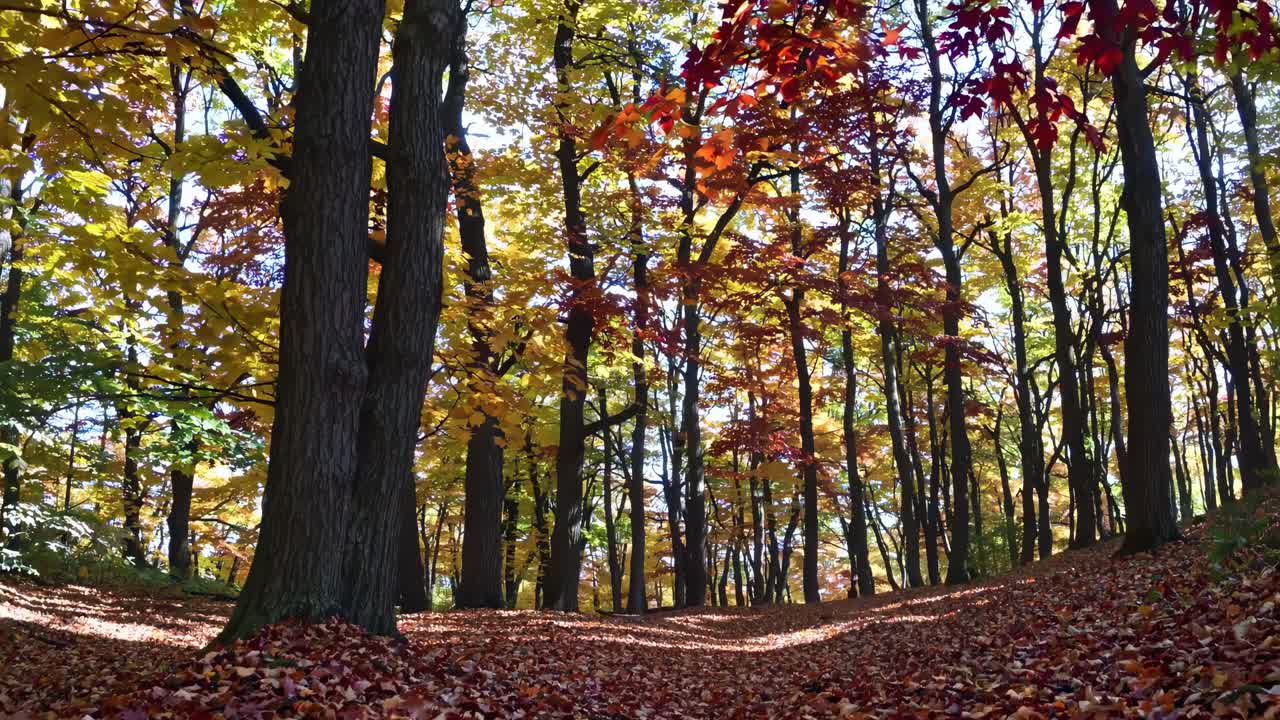 A ground-level video captures a serene autumn forest, showcasing vibrant red and yellow leaves