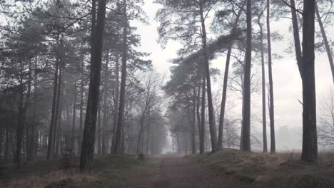 misty forest path