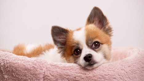 Video-shot-up-close-of-a-happy-little-dog,-puppy-lying-on-a-pink-rug-with-a-pink-wall-in-the-backdrop