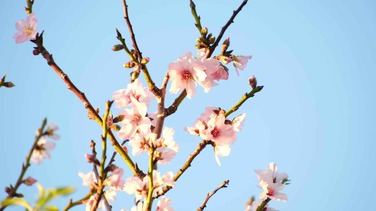 Telephoto closeup on white and pink blossoms of fruit tree against blue sky