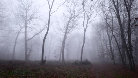 Panoramic-footage-in-the-late-autumn-period-of-a-leafless-forest-enveloped-in-mysterious-fog