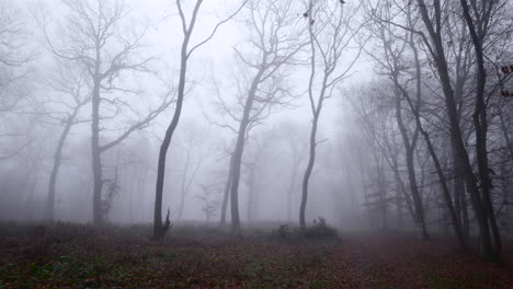 panoramic footage in the late autumn period of a leafless forest enveloped in mysterious fog