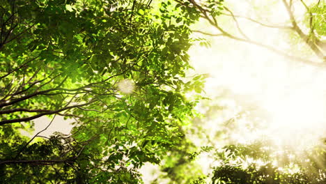 sunlight streaming through lush forest canopy