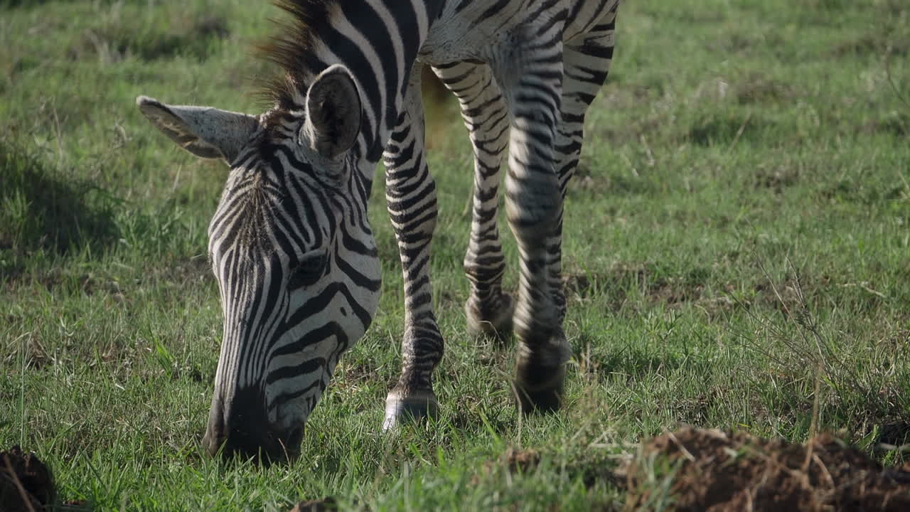 En zebra græssende i naturen