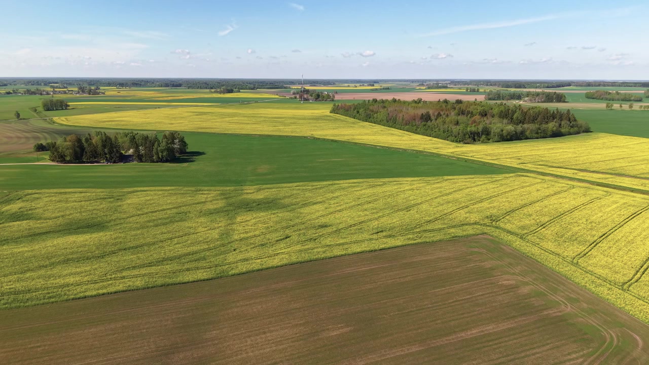 Drone video captures wide rural farmland with yellow flowering fields, green crops, and forest patches, under clear blue sky. Smooth aerial camera work shows expansive, vibrant landscape.