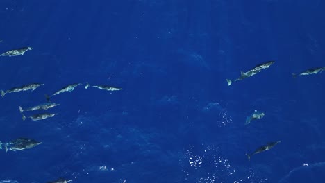 una vaina energética delfines hawaianos nadando sobre la superficie del océano azul