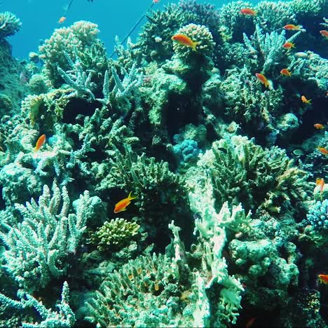 ecosystem of a coral reef with a lot of fish red sea anthias 2