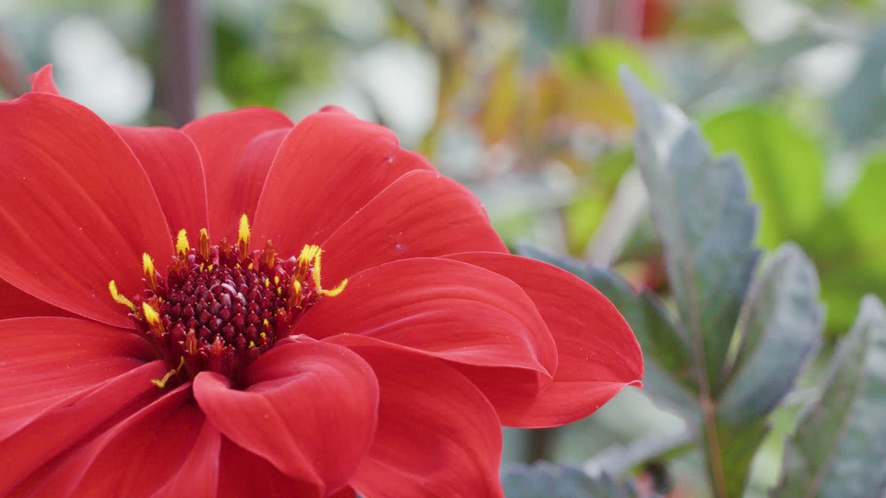 A vibrant red flower with visible pistil and stamen is shown in close-up, with soft natural lighting and a gentle camera pan across a garden background