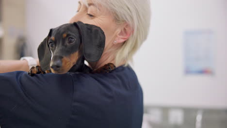 love, smile and puppy with an old woman vet
