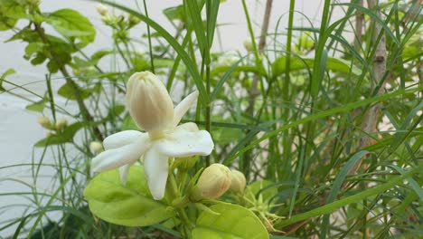closeup of mogra flower blooming in the garden