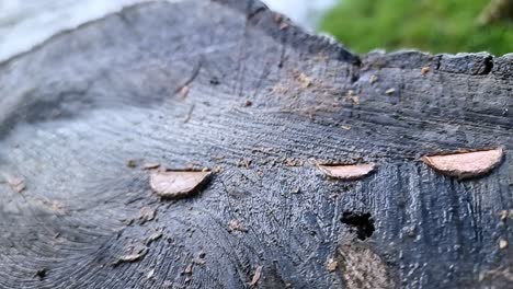 the tradition of coins beaten into felled tree trunk wood grain stump as an offering of luck health and good fortune