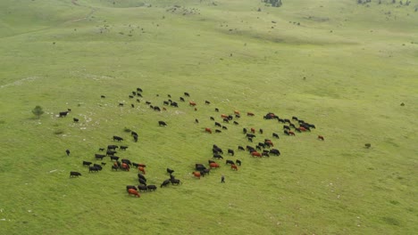 cows on mountain meadow