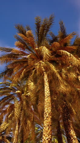 palm trees under a blue sky