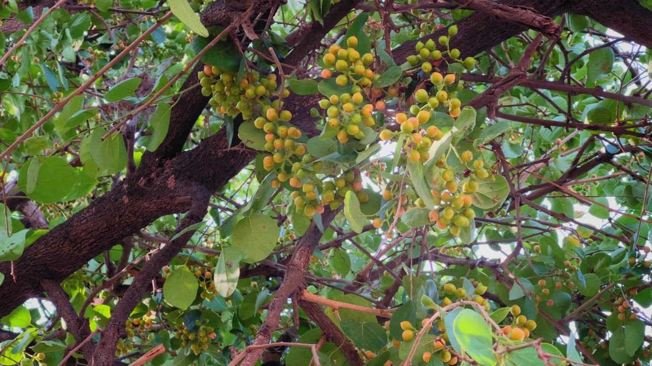 Vista em close-up de galhos de Cordia dichotoma com densos cachos de frutos verde-amarelados amadurecendo, cercados por folhagem exuberante, criando uma cena vibrante de copa de verão