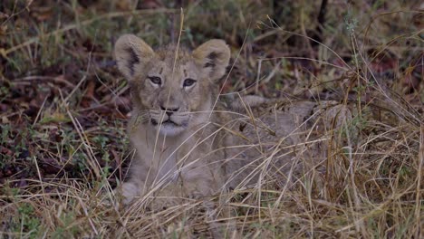 cachorro de león acostado en la hierba en sudáfrica, escondiéndose de la lluvia