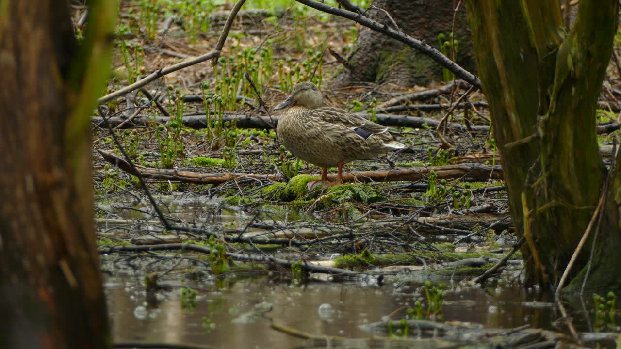 ánade real hembra solitaria de pie en suelo húmedo durante la lluvia en el bosque