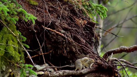 Gopher-Im-Wald-Scheitert-Bei-Der-Paarung-Mit-Weibchen,-Totale