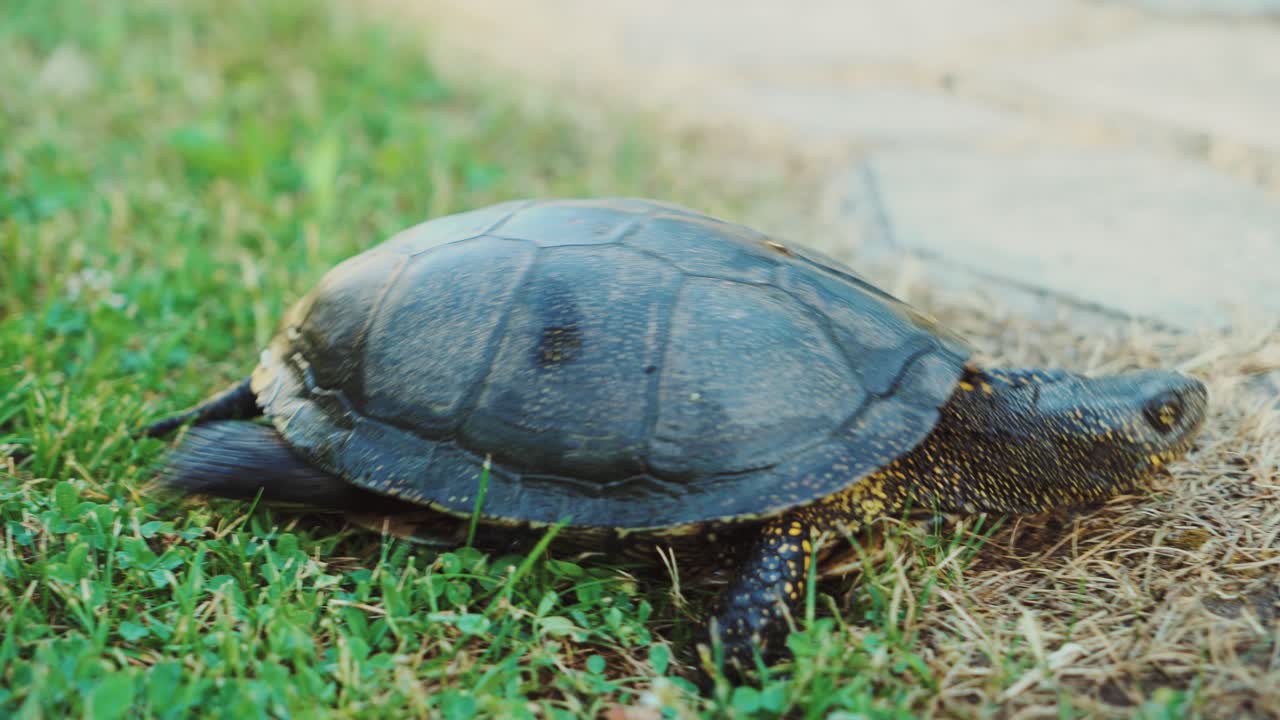 a decorative turtle of yellow and black color is crawling through the path in the park in the summer. Close-up