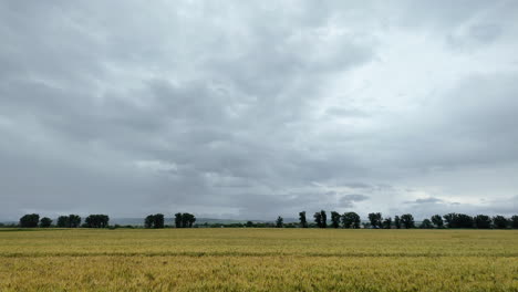 Weizenfeld-Bei-Regenwetter