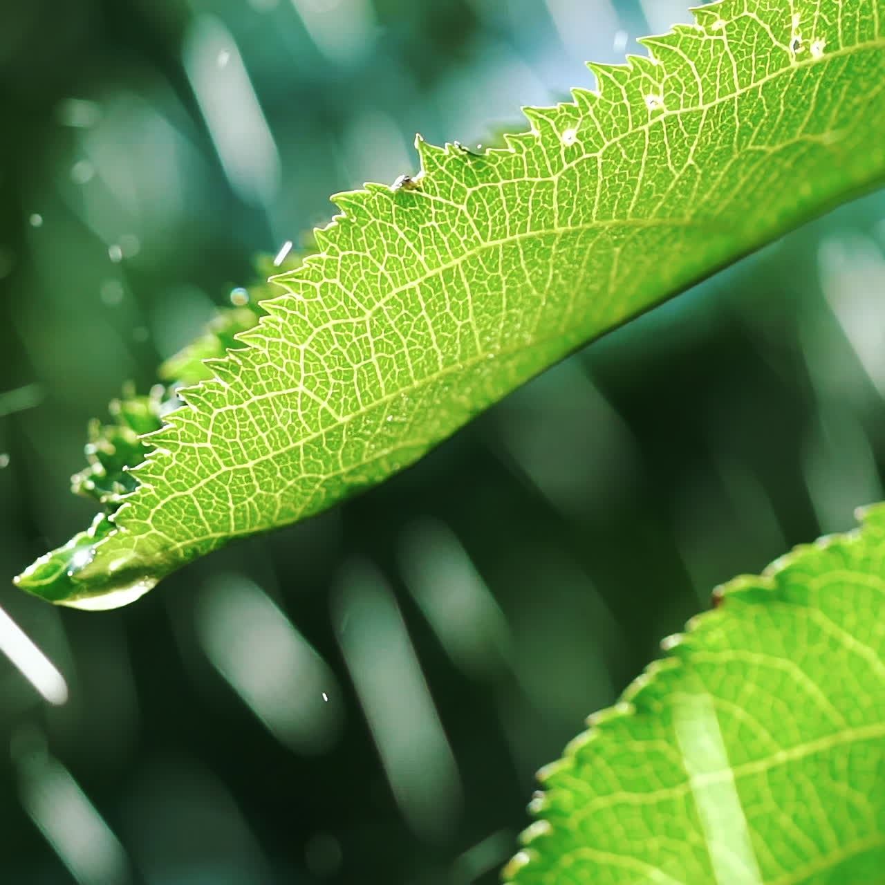 Heavy rain falling on leaves. Garden Irrigation. Slow motion.