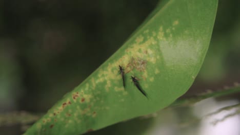 Close-up-of-black-thrips-or-Thysanoptera,-their-eggs,-and-larvas-on-a-leaf-with-disease