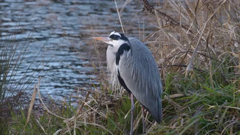 heron remains still beside a calm river