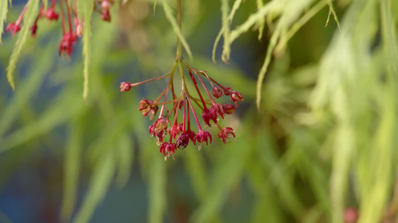 hoja de acer palmatum dissectum con semilla y flor 4 cu