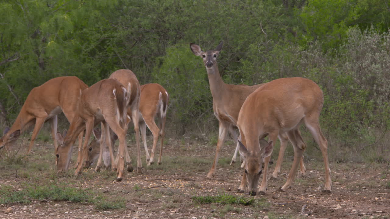 whitetail hace en texas whitetail hace en texas
