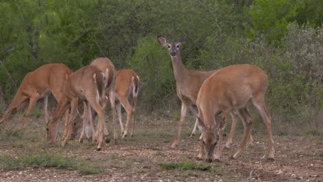 whitetail-does-in-Texas-whitetail-does-in-Texas