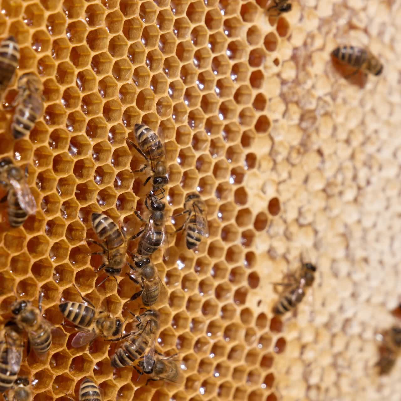 Small stripy bees crawl by the wax frame. Busy insects working hard sealing the produced honey in cells. Close up