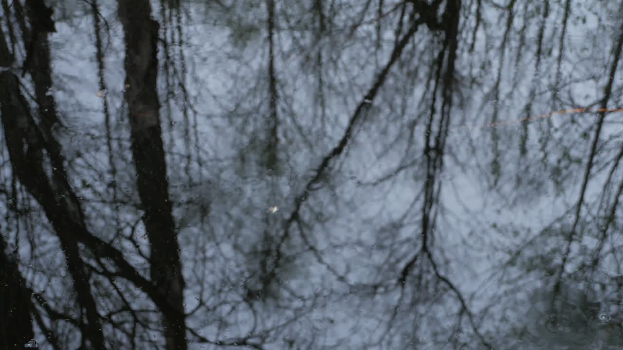 лесное отражение. круги на воде. петля