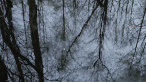 reflejo del bosque. círculos en el agua. bucle