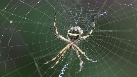 Wet-Garden-Spider-After-Rain-Storm