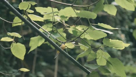 small bird in a forest