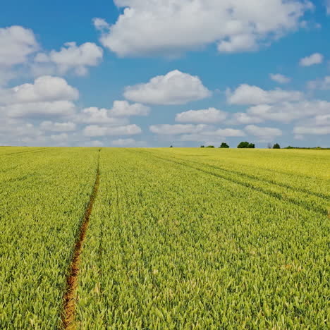 young plants growing in the field on the natural landscape. flying over agricultural field in the rural place in summer.