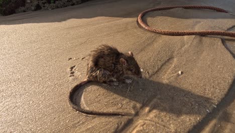 Die-Ungewöhnliche-Entdeckung-Einer-Kranken-Ratte-An-Einem-Sandstrand,-Die-Den-Einfluss-Der-Küstenumgebung-Auf-Die-Gesundheit-Von-Wildtieren-Verdeutlicht