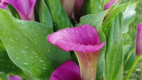 este es un video en cámara lenta de flores de lirio de cala púrpura o rosa con gotas de agua sobre ellas