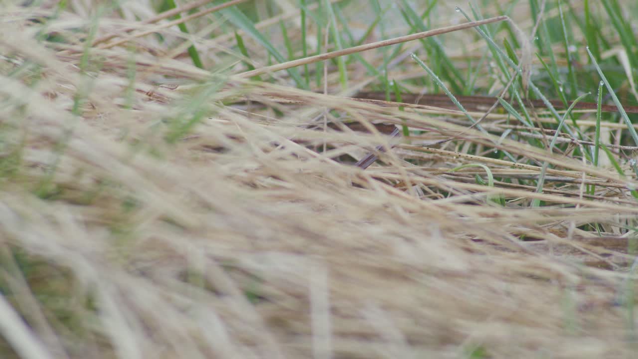 Water rail Rallus aquaticus hiding in dry grass in early spring morning