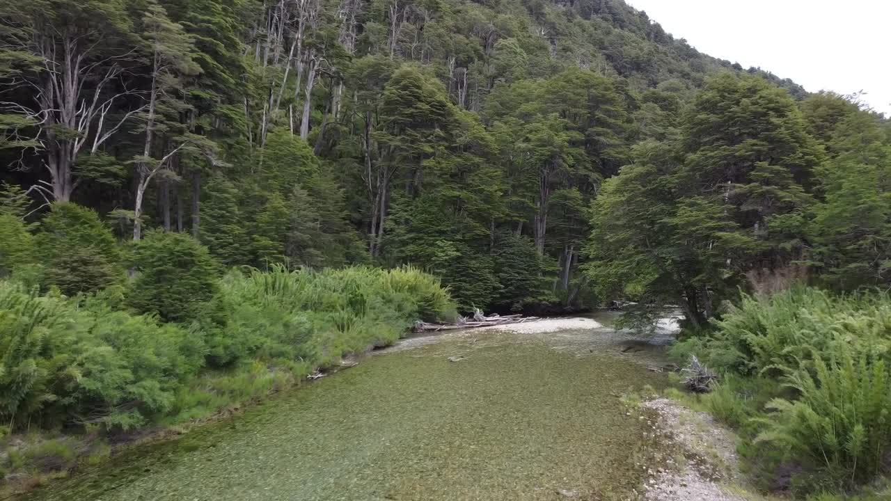 Green pine tree forest next to the cristal clear water river in Patagonia Argentina