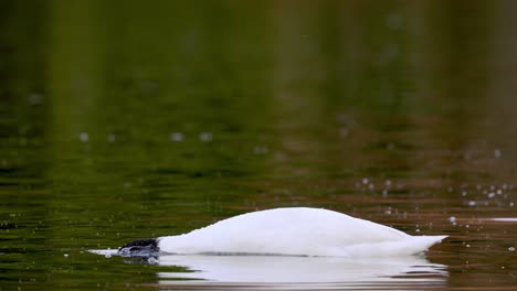 toma de paisaje de vida silvestre que captura un hermoso cisne de cuello negro, cygnus melancoryphus se sumerge y gira bajo el agua, buscando vegetación acuática, de cerca