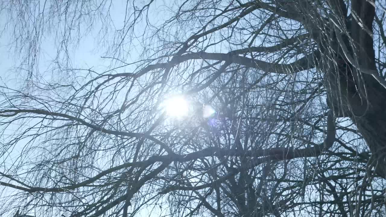 Strahlende Sonne scheint durch kahle Baumäste an einem klaren Tag