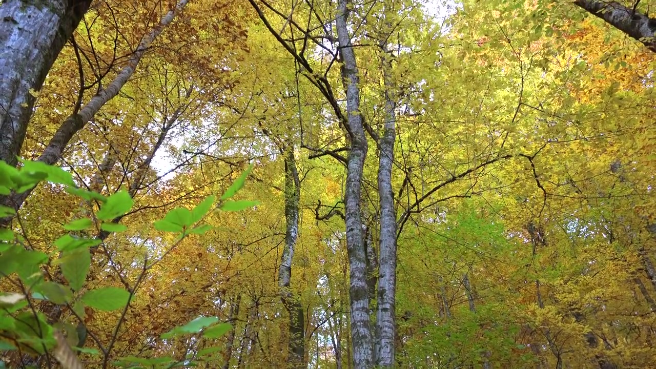 Low Angle View of Vibrant Autumn Forest Canopy